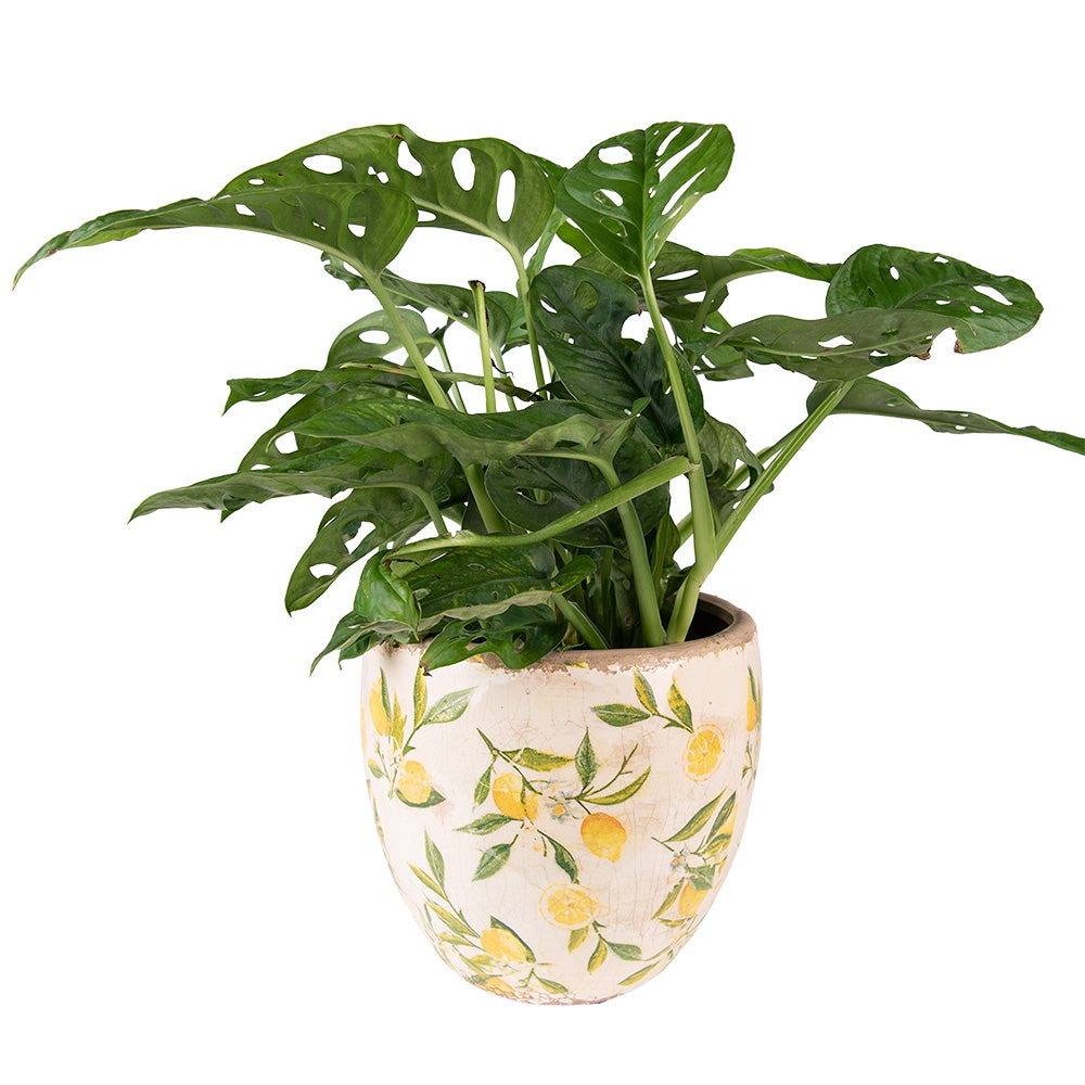 Vaso in ceramica Ø 14x14 cm Limoni